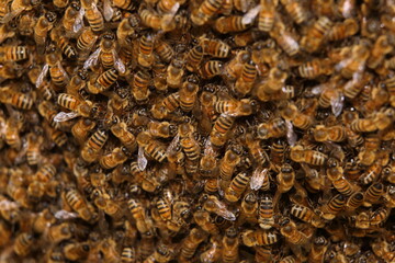 beekeeping - the swarming of bees