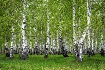 Crédence de cuisine en verre imprimé Bouleau Birch grove on a spring sunny day. There are still small and delicate leaves on the trees. Lots of fresh green grass. White birch trees in all their glory in spring. Russia, Middle Urals 