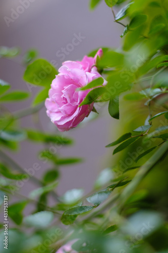 庭に咲くピンクのばら 梅雨入り前のこの季節に楽しませてくれる ピンクのばらの花言葉は 上品 しとやか 感銘 Wall Mural 宮岸孝守 庭に咲くピンクのばら 梅雨入り前のこの季節に楽しませてくれる ピンクのばらの花言葉は 上品 しとやか 感銘 Wall Mural 宮岸孝守