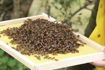 beekeeping - the swarming of bees