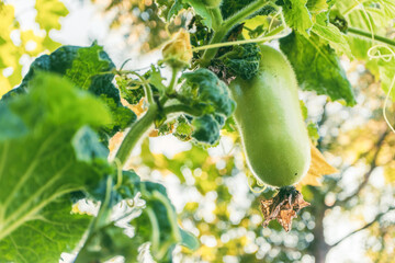 selective focusing of winter melon fruit or wax gourd hanging with vine and flower