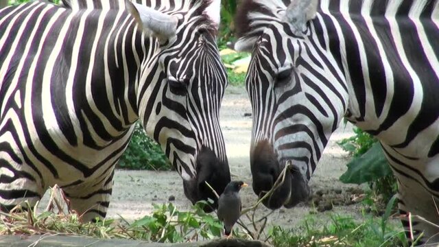 Close up of wild zebra eating grass field on the in Singapore Zoo.