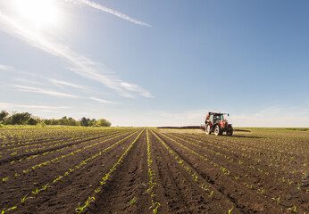 Tractor spraying corn field