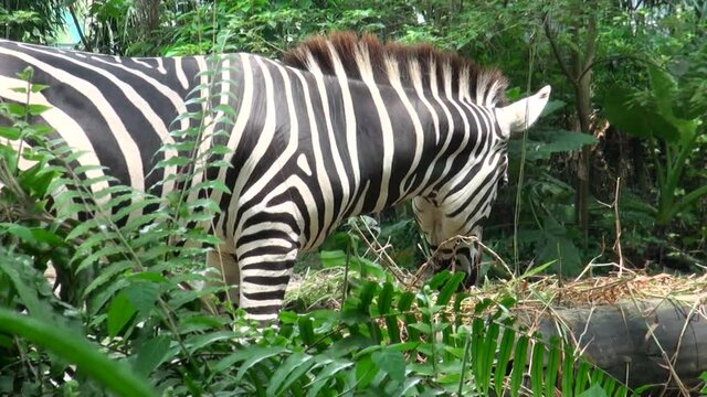 Close up of wild zebra eating grass field on the in Singapore Zoo.