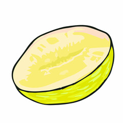 Vector ripe fruit melon hand drawn, vector element, cut melon, half of melon