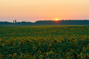 Fototapeta premium field at sunset