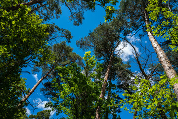 la cime des arbres sous un ciel bleu et nuages blanc 3