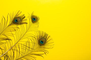 peacock feathers iridescent blue green gold with a peephole on a bright yellow background