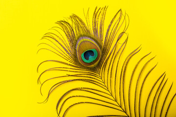 peacock feathers iridescent blue green gold with a peephole on a bright yellow background