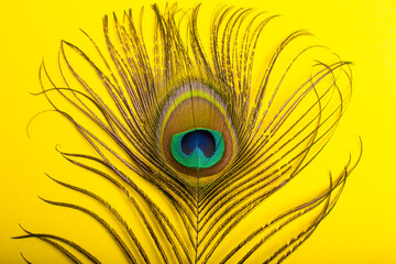 peacock feathers iridescent blue green gold with a peephole on a bright yellow background