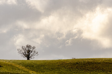 Fototapeta na wymiar Lone tree in the top of the hill with dramatic sky