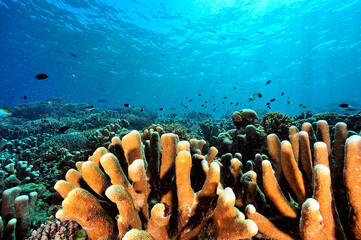 A picture of the coral reef