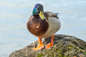 Mallard (Anas platyrhynchos) on a stillwater lake