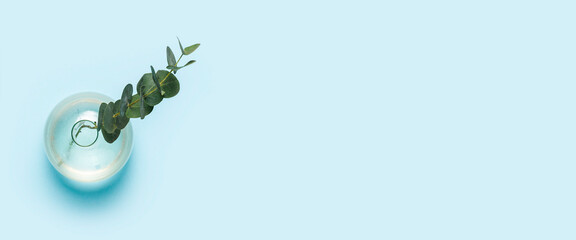 green branch of eucalyptus in a glass vase on a blue background. Top view, flat lay. Banner