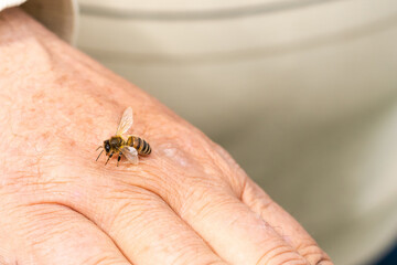 Obraz premium an elderly man holding a bee, control situation in bee colony.