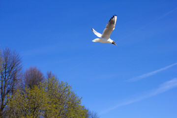 Beautiful seagull on a blue sky background on a sunny day. Volga white gull.