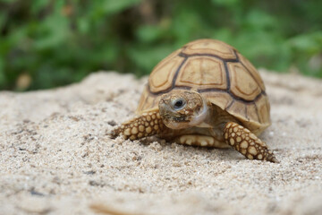 Close up African spurred tortoise resting in the Natural , Slow life ,Africa spurred tortoise sunbathe on ground with his protective shell ,Beautiful Tortoise