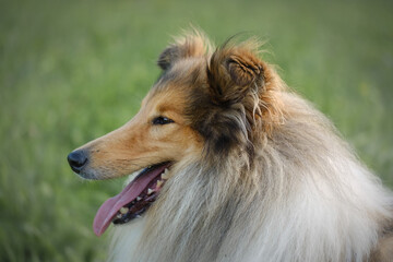 Rough collie sable and white dog