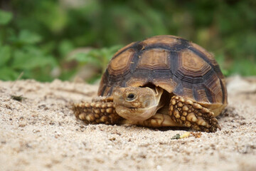 Close up African spurred tortoise resting in the Natural , Slow life ,Africa spurred tortoise sunbathe on ground with his protective shell ,Beautiful Tortoise