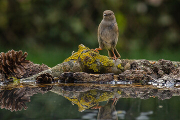 An house sparrow (Passer domesticus) in a perch by the water