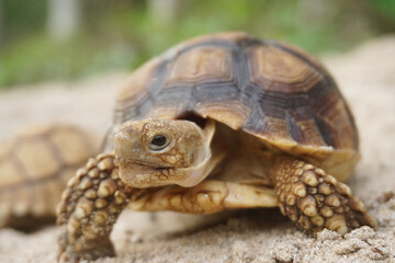 Close up African spurred tortoise resting in the Natural , Slow life ,Africa spurred tortoise sunbathe on ground with his protective shell ,Beautiful Tortoise