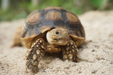 Close up African spurred tortoise resting in the Natural , Slow life ,Africa spurred tortoise sunbathe on ground with his protective shell ,Beautiful Tortoise