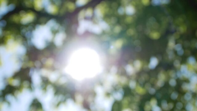 Beautiful natural green sunshine bokeh background. Blurry fresh summer foliage of maple trees in backlight of sunset cozy shining sun with sunflares and sunbeams