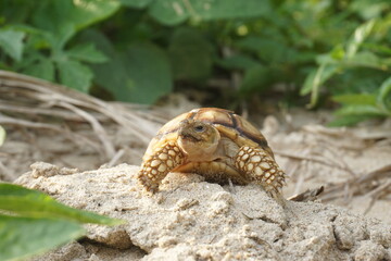 Close up African spurred tortoise resting in the Natural , Slow life ,Africa spurred tortoise sunbathe on ground with his protective shell ,Beautiful Tortoise