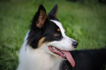 Border collie and Australian shepherd dog breed