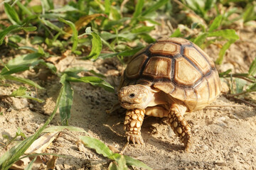 Close up African spurred tortoise resting in the Natural , Slow life ,Africa spurred tortoise sunbathe on ground with his protective shell ,Beautiful Tortoise