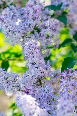 Obraz premium A flowering bush of lilac on a sunny day 