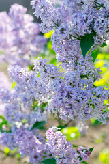 A flowering bush of lilac on a sunny day	