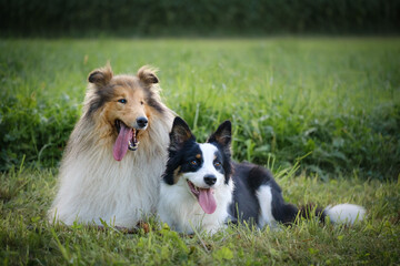 Rough collie and Border collie dog breeds