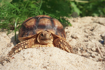 Close up African spurred tortoise resting in the Natural , Slow life ,Africa spurred tortoise sunbathe on ground with his protective shell ,Beautiful Tortoise