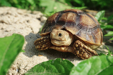 Close up African spurred tortoise resting in the Natural , Slow life ,Africa spurred tortoise sunbathe on ground with his protective shell ,Beautiful Tortoise