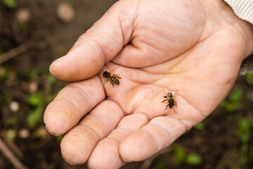 an elderly man holding a bee, control situation in bee colony.