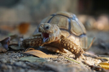 Close up African spurred tortoise resting in the Natural , Slow life ,Africa spurred tortoise sunbathe on ground with his protective shell ,Beautiful Tortoise