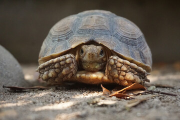Close up African spurred tortoise resting in the Natural , Slow life ,Africa spurred tortoise sunbathe on ground with his protective shell ,Beautiful Tortoise