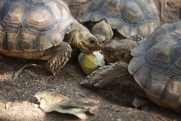 Close up African spurred tortoise resting in the Natural , Slow life ,Africa spurred tortoise sunbathe on ground with his protective shell ,Beautiful Tortoise