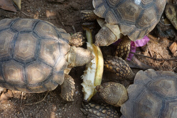 Close up African spurred tortoise resting in the Natural , Slow life ,Africa spurred tortoise sunbathe on ground with his protective shell ,Beautiful Tortoise