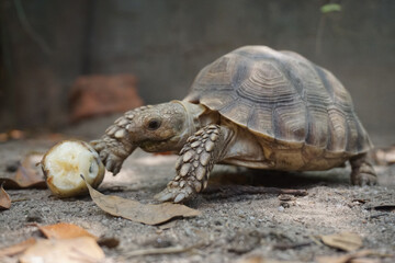 Close up African spurred tortoise resting in the Natural , Slow life ,Africa spurred tortoise...