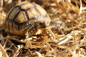 Close up African spurred tortoise resting in the Natural , Slow life ,Africa spurred tortoise sunbathe on ground with his protective shell ,Beautiful Tortoise