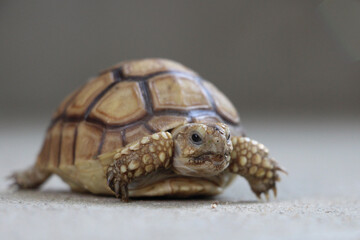 Close up African spurred tortoise resting in the Natural , Slow life ,Africa spurred tortoise sunbathe on ground with his protective shell ,Beautiful Tortoise