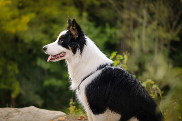 Border collie and Australian shepherd dog breed