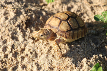 Close up African spurred tortoise resting in the Natural , Slow life ,Africa spurred tortoise sunbathe on ground with his protective shell ,Beautiful Tortoise