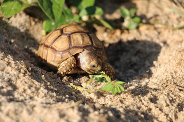 Close up African spurred tortoise resting in the Natural , Slow life ,Africa spurred tortoise sunbathe on ground with his protective shell ,Beautiful Tortoise