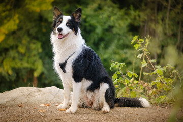 Border collie and Australian shepherd dog breed