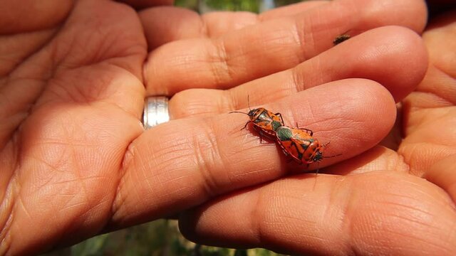 firebugs on the hand.
firebug mating.
Biologist, Exotic vet holding bugs, insects.
This insect is also called a red and black striped stink bug or red bug with black dots.
wildlife veterinarian