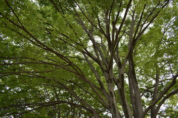 日本　埼玉　高岩公園　5月の風景