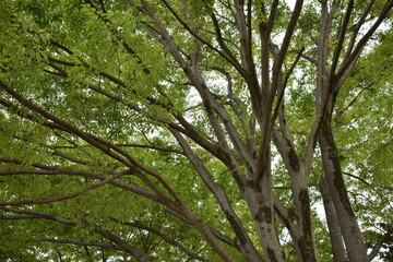 日本　埼玉　高岩公園　5月の風景